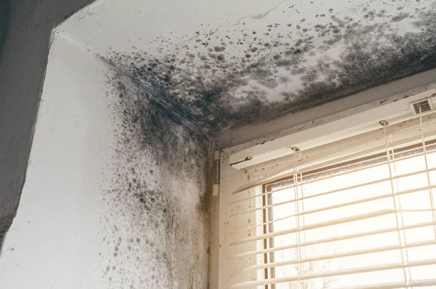 Affordable Mold Cleanup solutions in Kearny, NJ